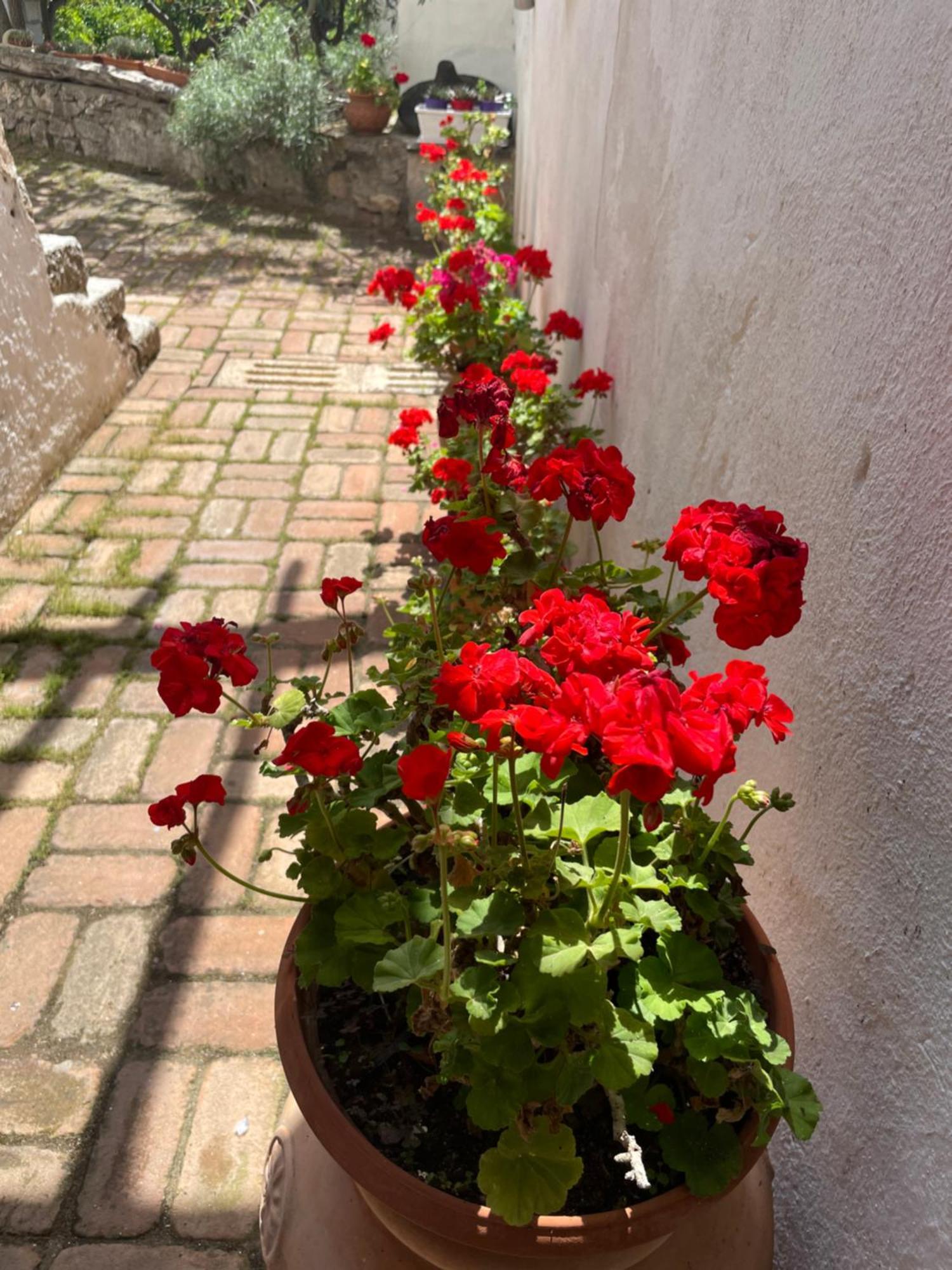 B&B Corte San Lussorio Oliena Exteriör bild